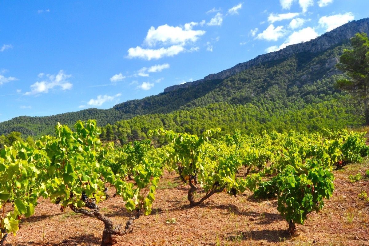 Els vins DO Montsant i DOQ Priorat tornara a ser els protagonistes de la Fira del Vi de Falset