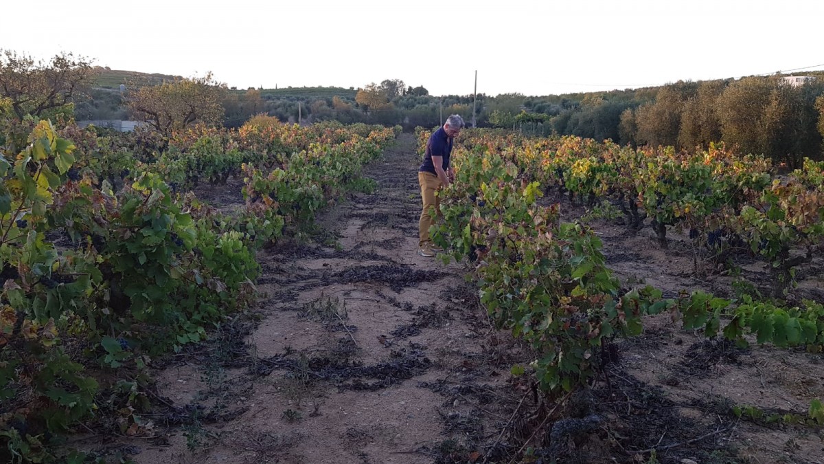 Jordi Rotllan a les vinyes ecològiques de la DO Montsant