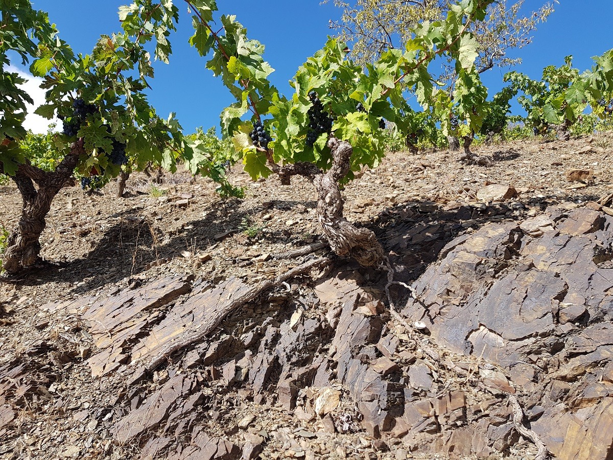 Una vinya vella en un coster de llicorella típic del Priorat