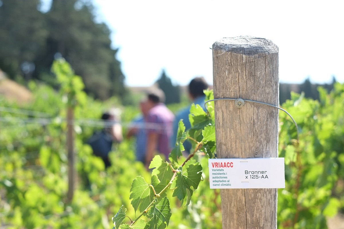 El projecte VRIAACC (Varietat Resistents i Autòctones Adaptades al Canvi Climàtic) busca poder plantar vinya resistent al fong i al canvi climàtic