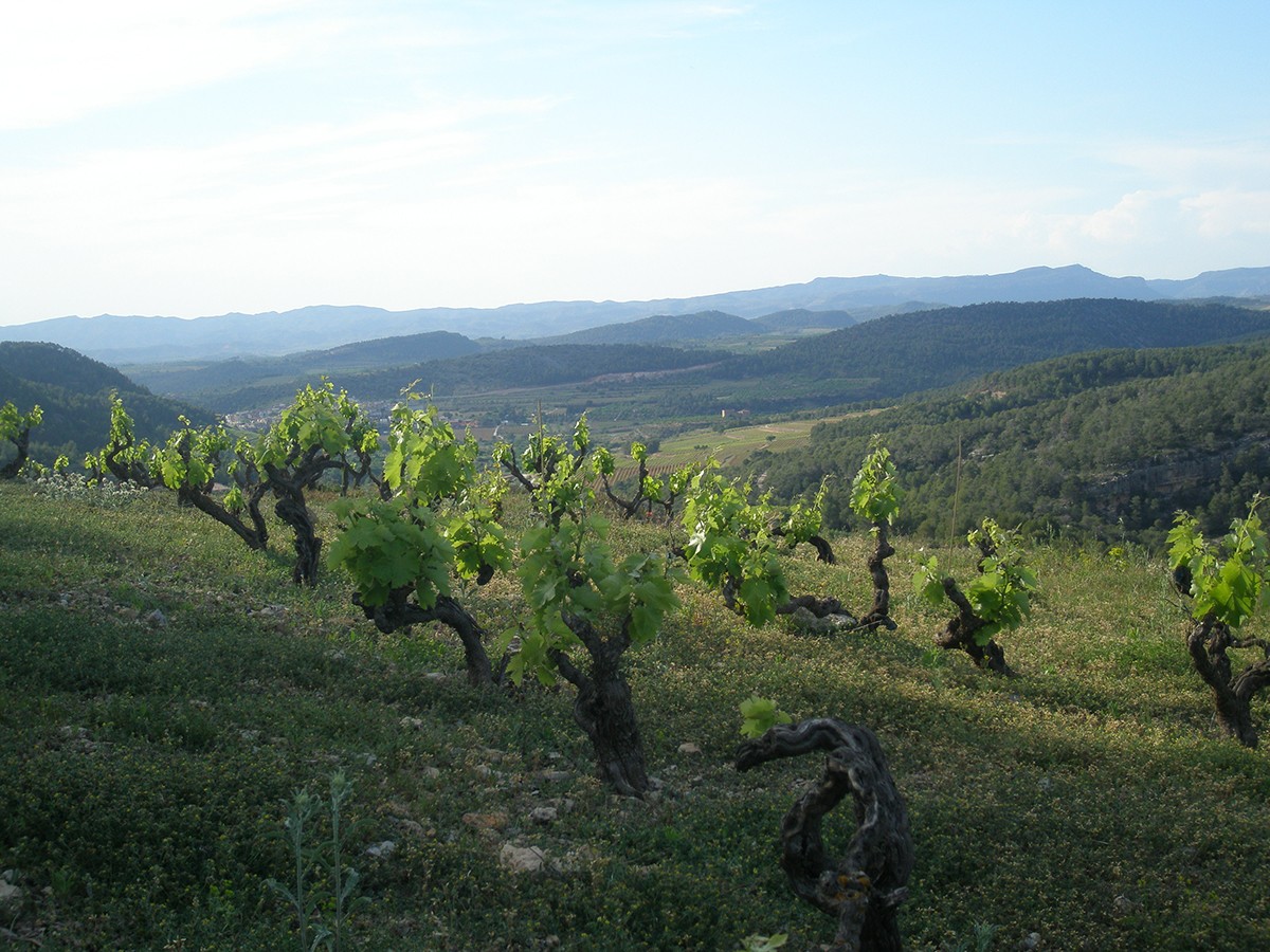 Finca de garnatxa peluda d'on sorgeix el vi Teixar de Vinyes Domènech